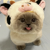 Avatar for TrapCat_