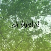 oh blackbird