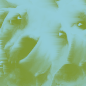 Avatar for yellowmw