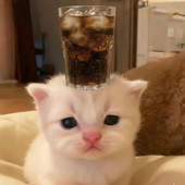 Avatar for dango5454