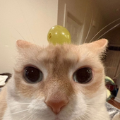 Avatar for feelsdankman