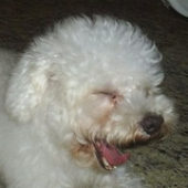 filipelimal için avatar