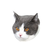 Avatar di funyuns444