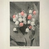 lily of the valley
