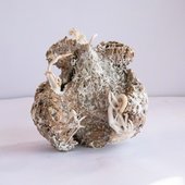 Mycelium