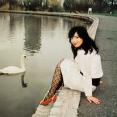 swan