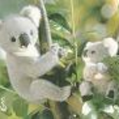 Avatar for koalagutss