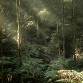 The Forests Are Calling