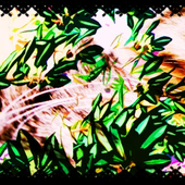 Avatar for Megu_H