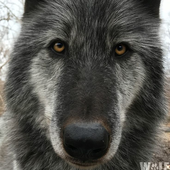 Avatar for kunkaruins