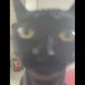 Avatar for Aglasct