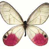 Avatar for aranxaba