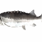 Avatar di ribicage