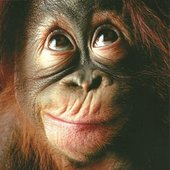 wordlessworld için avatar