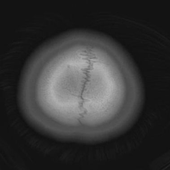 Avatar for Procreation