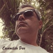 Cavendish Tree