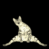cicaatrixa için avatar