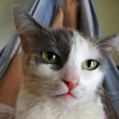 Avatar di EvieDeath