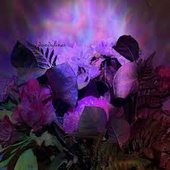 Dandylines (Slowed + Reverb) - Single