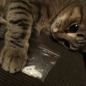Avatar de kitt-