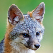 Avatar di GreyFoxRL