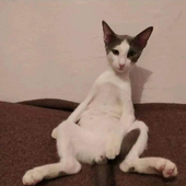Avatar für Amineh375