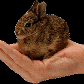 ratomutante için avatar