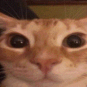 Cheffar için avatar