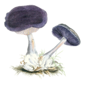 Avatar for plntzerb