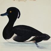 Awatar dla tuftedduck