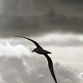 Avatar for blackalbatross