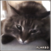 Avatar für Flarbo