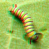 Cocoon - Single