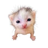 Avatar for eyedetick