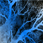 Avatar for concretedonkey
