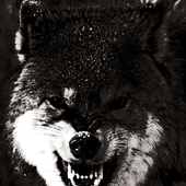 Avatar for lycantroop