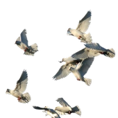 Avatar for columbdae