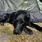 Nur ein Hund - Single