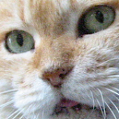 tanoux için avatar