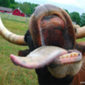 Avatar for YumCowPoop