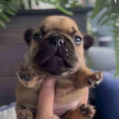 Awatar dla puggox