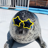 Avatar di Pubertdaseal