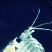 Avatar für dubTurtle