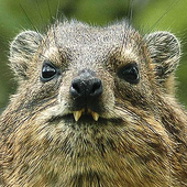 Avatar for Kaputnik67