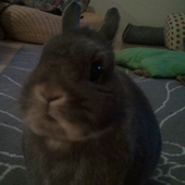Fluffytail için avatar