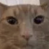 Avatar de guccigoob99