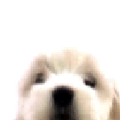 Avatar for yourpetzombie