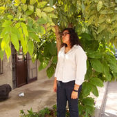 pityrija için avatar