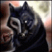 Avatar for Canis_Luna