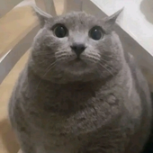 Avatar for kingbob2023